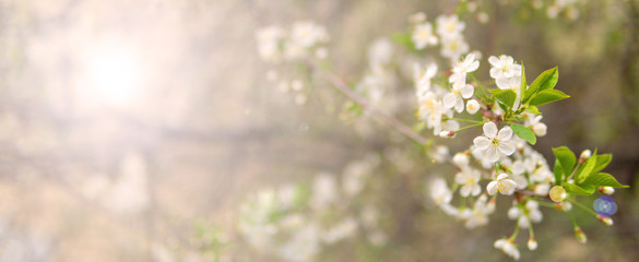 Fototapeta premium Blooming cherry branch in the spring garden at the wedding ceremony.