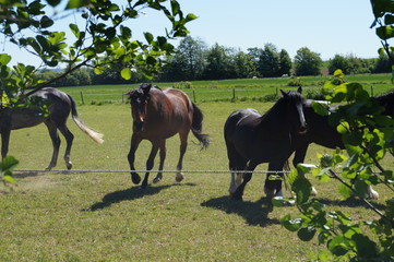 Wild und entschlossen
