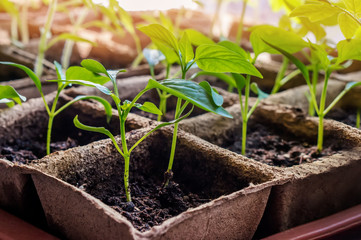 Sweet pepper seedlings for the city garden grow in peat pots on a window in the ground on a Sunny day