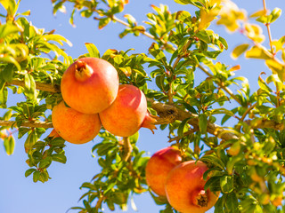 Pomegranate fruit on green tree.