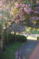 Fototapeta na wymiar Stephens green park, Dublin, Ireland. May bank holiday weekend. Focus on blooming tree with pink flowers with blurred people in the background enjoying the sun on the grass. 