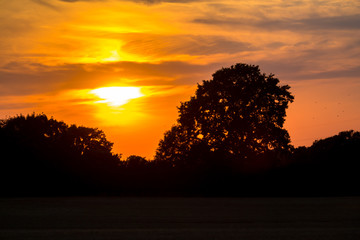 Old oak and beautiful sunset
