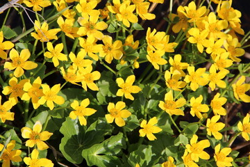 Caltha palustris growing in swamp. Spring flowers. Marsh Marigold close up