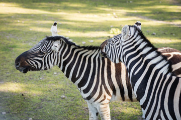Fototapeta na wymiar Zebra in the zoo. An African animal locked in a cage.