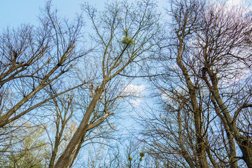 Trees without leaves against the blue sky.