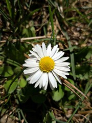 Obraz premium Wild daisy 