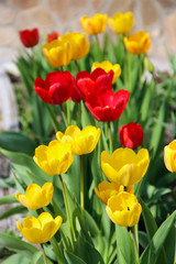 Tulips yellow and red on flower-bed in April. Springtime garden. Landscape design