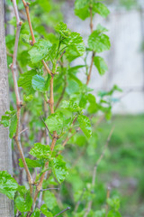 first leaves of grapes