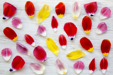 Colorful petals of tulips on white wooden background, top view. From above.