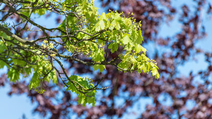 Norway maple branch in spring blossom. Acer platanoides. Close-up of green sunlit leaves and blooms of the tree against a blue sky. Bokeh in background. Selective focus.