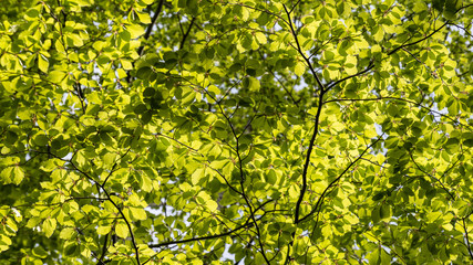 Fototapeta premium Texture from leaves of European beech in backlight. Fagus sylvatica. Cheerful spring play of light and shadows in sunlit lush foliage with clear blue sky in background.