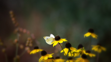 White butterfly on the yellow flower, blurred green background, shallow depth of field
