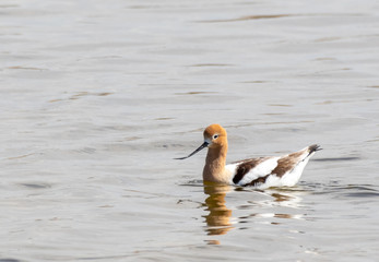American Avocet