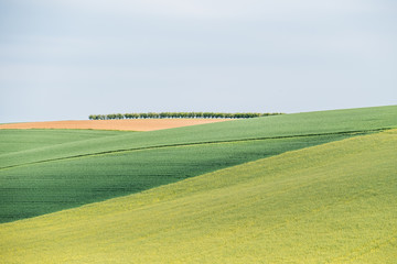 Obraz premium Apfelplantage und Felder