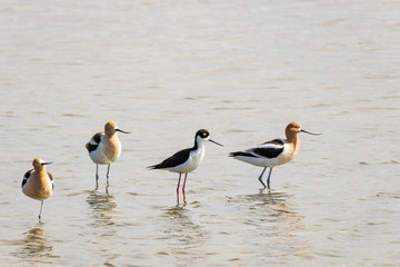 American Avocets and Black Necked Stilt