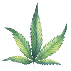 A green leaf of Cannabis sativa (Cannabis indica, Marijuana) medicinal plant. Watercolor hand drawn painting illustration isolated on a white background.