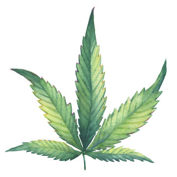 A green leaf of Cannabis sativa (Cannabis indica, Marijuana) medicinal plant. Watercolor hand drawn painting illustration isolated on a white background.