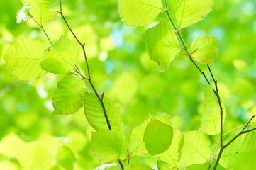 若葉　葉　ブナ