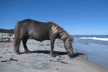 Mini Horse at Beach