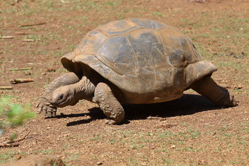 Aldabra-Riesenschildkröte