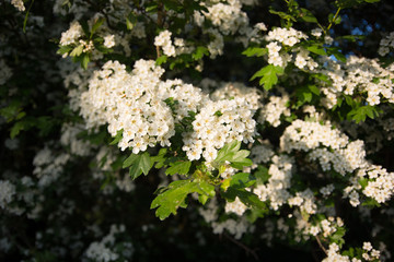 Tree full of the flowers, Nezamyslice, Moravia, Czech Rebublic