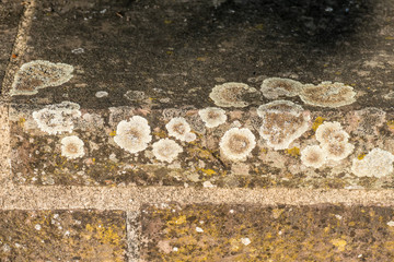 Sandsteinmauer