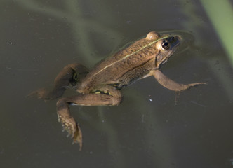 Frosch im Teich
