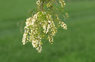 White locust tree flowers