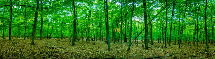 Wald Wanderung - Germany