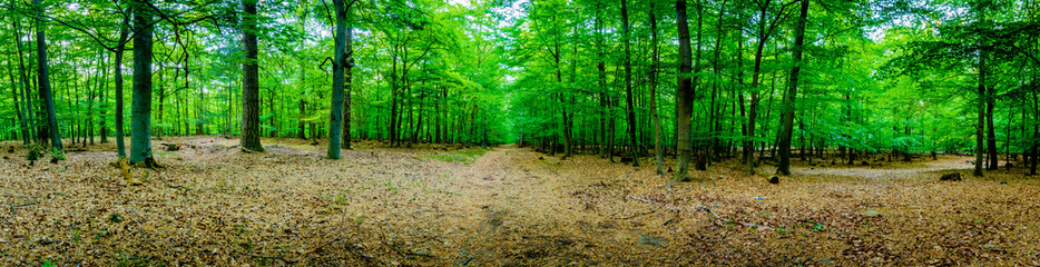 Wald Wanderung - Germany