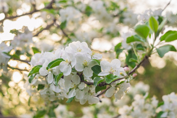 flowering Apple tree