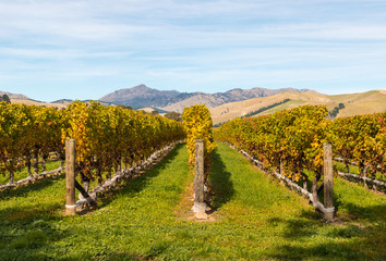 Fototapeta na wymiar rows of grapevine in autumn in New Zealand vineyard with copy space