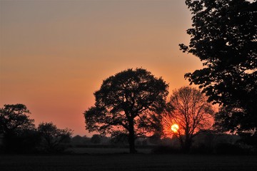 Sun setting behind a silhouetted tree near York, England