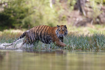 Fototapeta na wymiar Sibirischer Tiger jagt im Wasser