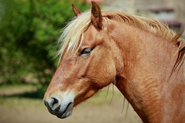 Obraz premium Close up portrait of head of haflinger horse, brown color with beige mane, summer sunny day, blurry green and brown background, in pasture