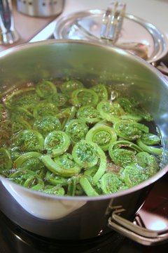 Sauted Fiddleheads, boiled in water, a Canadian speciality as an early spring vegetable