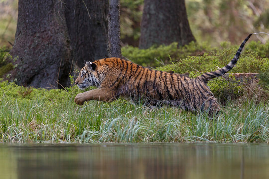 Sibirischer Tiger springt in den See