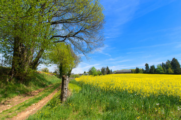 Landscape French Limousin with rape seed