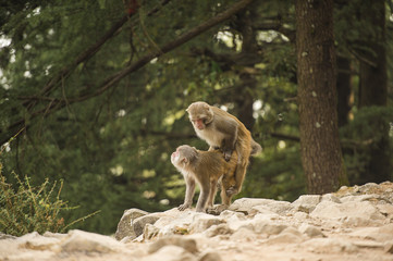 Monkeys during copulation. A couple of macaques are having sex in the middle of a green forest in Dharamshala, Himachal Pradesh, India.