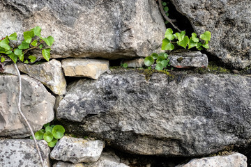 nature background wall covered with plants