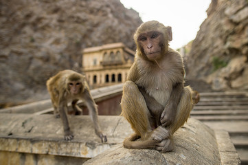 Portrait of a young macaque monkey sitting on a wall during the sunset. Galta Ji Jaipur Monkey Temple in the background. Jaipur, India.