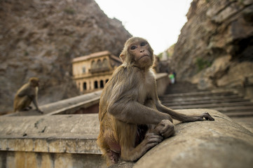 Portrait of a young macaque monkey sitting on a wall during the sunset. Galta Ji Jaipur Monkey Temple in the background. Jaipur, India.