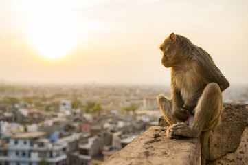 Portrait of a young macaque monkey sitting on a wall enjoying the sunset. Jaipur city in the background. Jaipur, India.