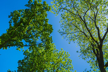 drei baumkronen von unten