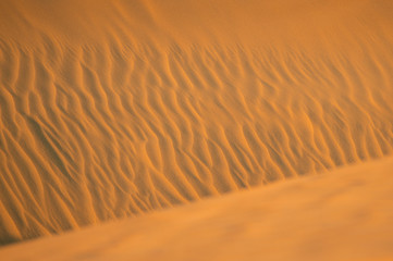 Fototapeta na wymiar Sand dunes in Thar Desert during the sunset, Rajasthan, India.