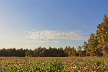 Obraz premium Field of clover flowers