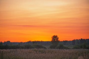 Sunset in summer field