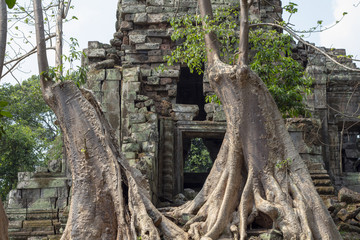 Ancient temple view near Angkor Wat, Siem Reap, Cambodia. Tree growing in temple ruin.
