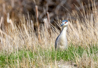 Black Crowned Night Heron