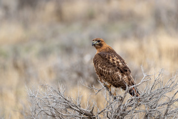 Red Tailed Hawk